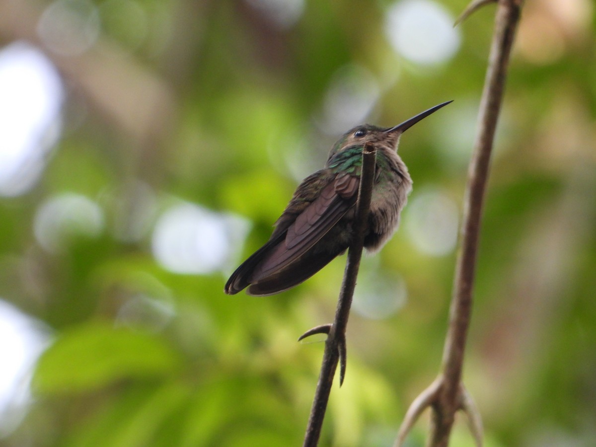 Bronze-tailed Plumeleteer - Joel Amaya (BirdwatchingRoatan.com)