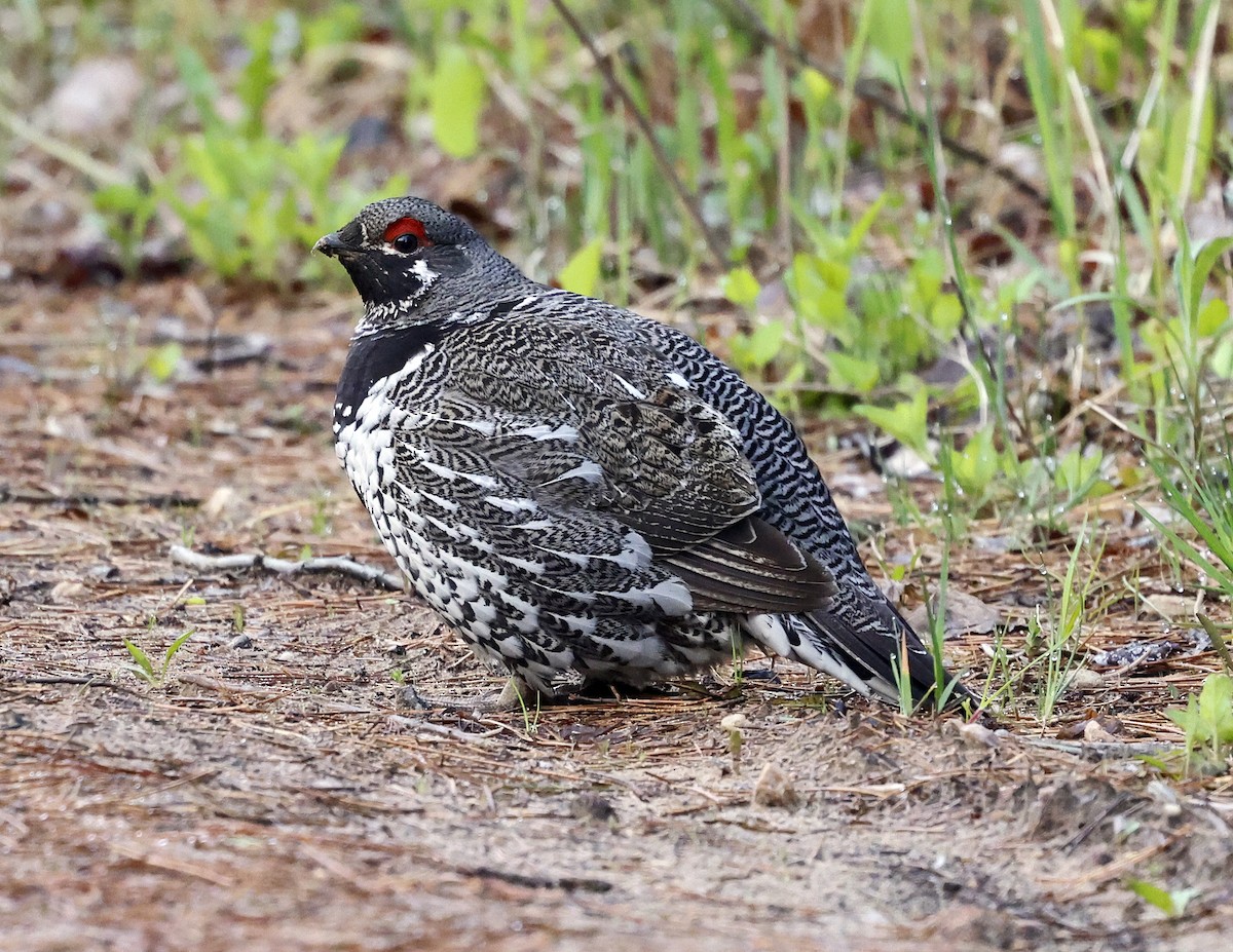 Spruce Grouse - ML619466845