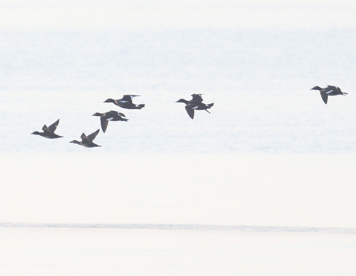 White-winged Scoter - Margaret Hough