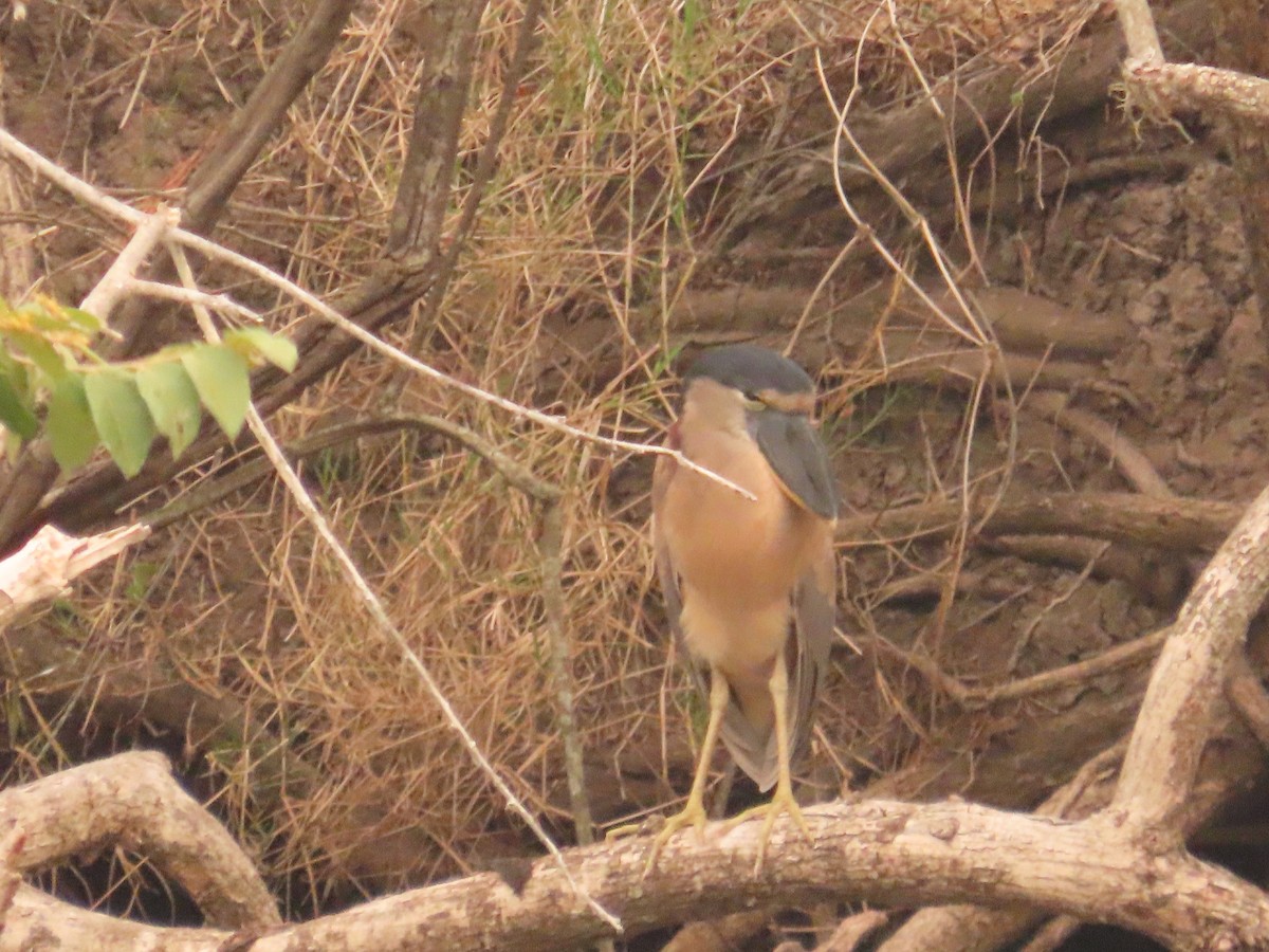 Boat-billed Heron - ML619466860