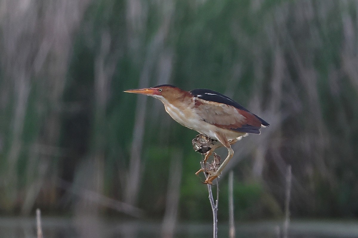 Least Bittern - Joe Wing