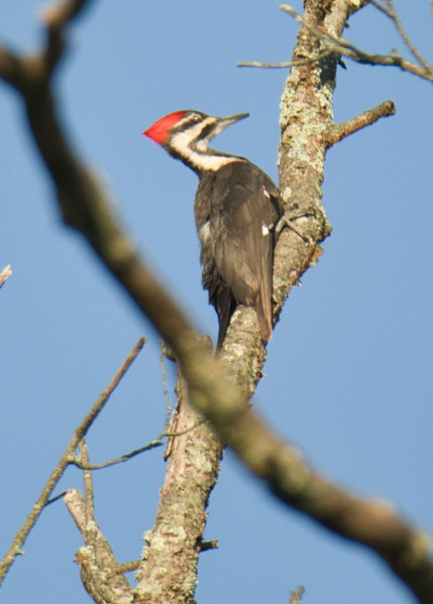 Pileated Woodpecker - Knarr Dan