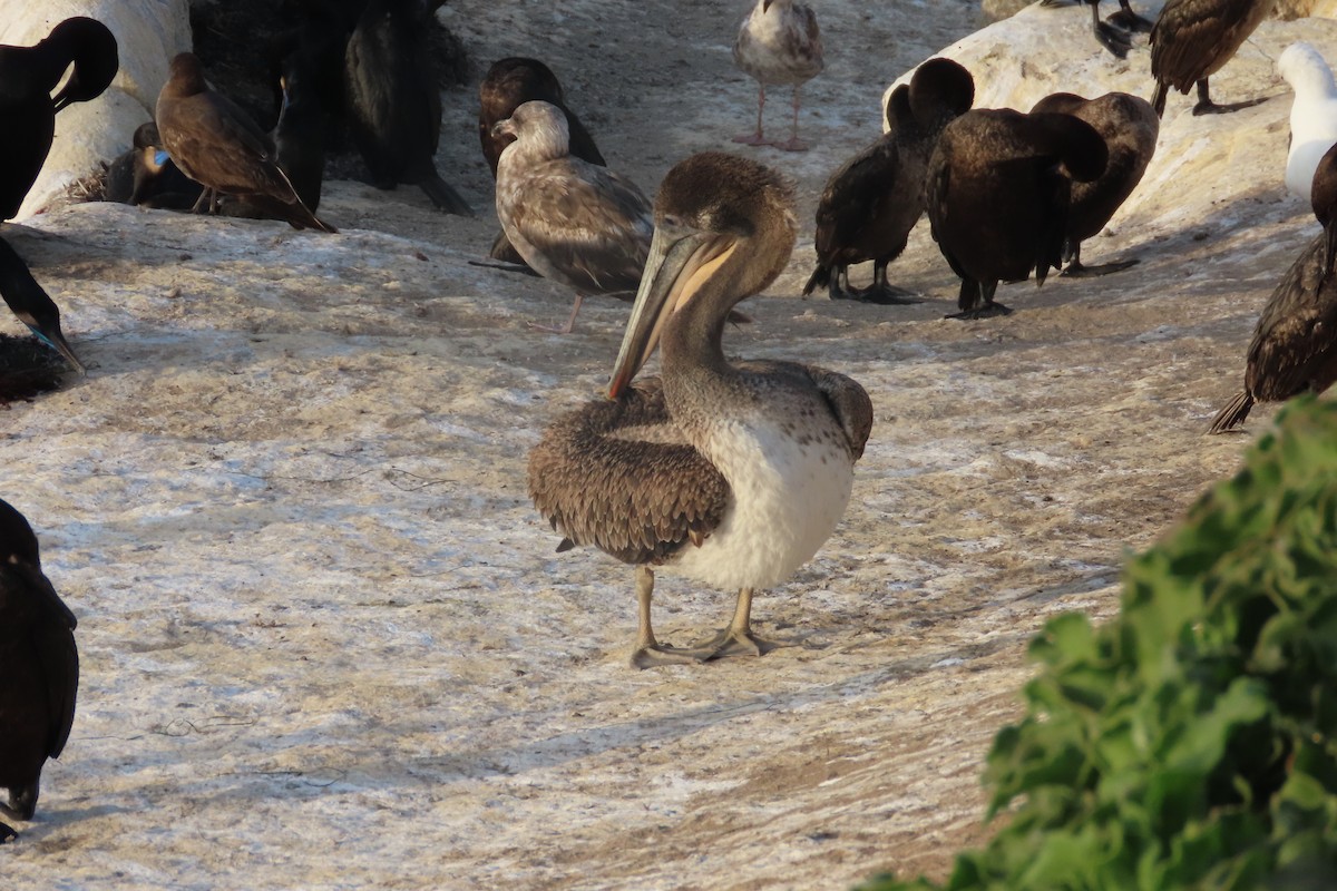 Brown Pelican (California) - ML619466869