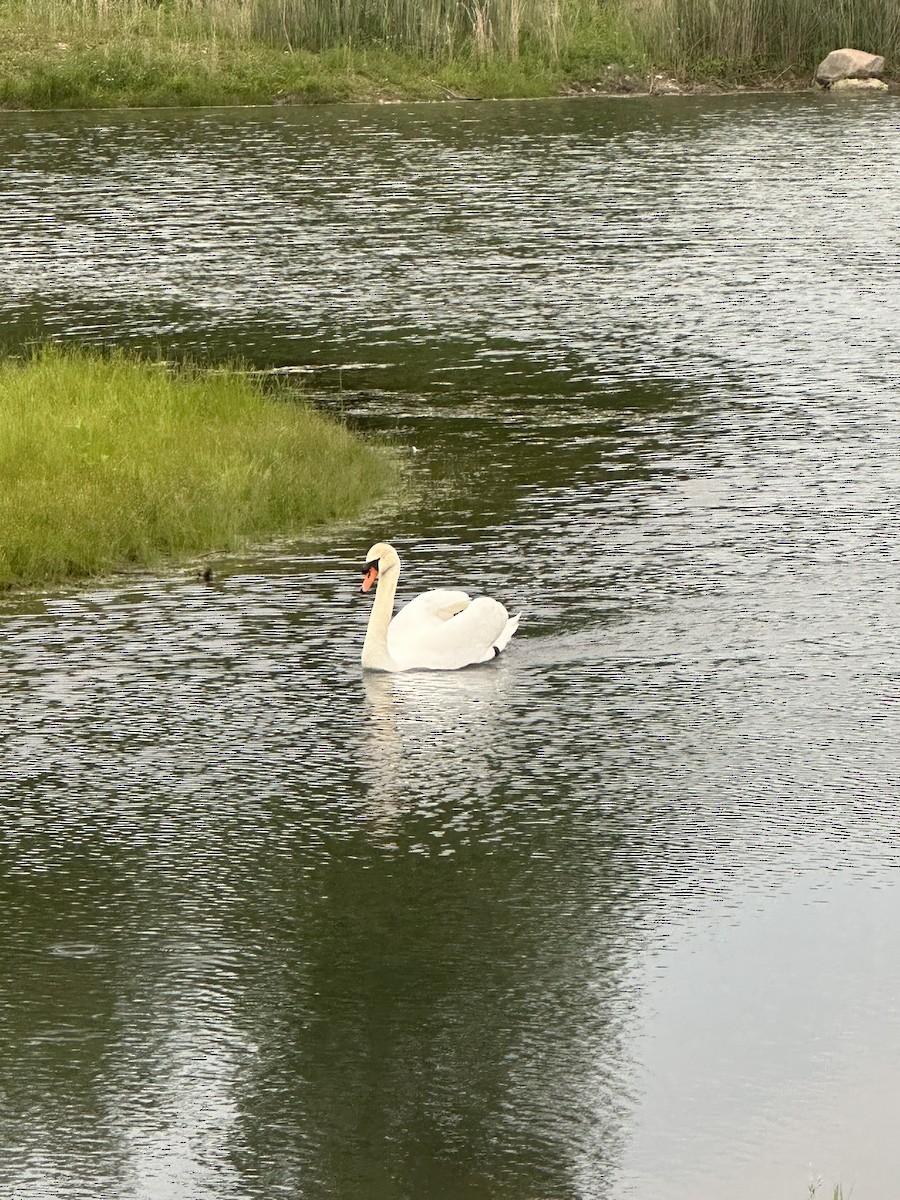 Mute Swan - ML619466871