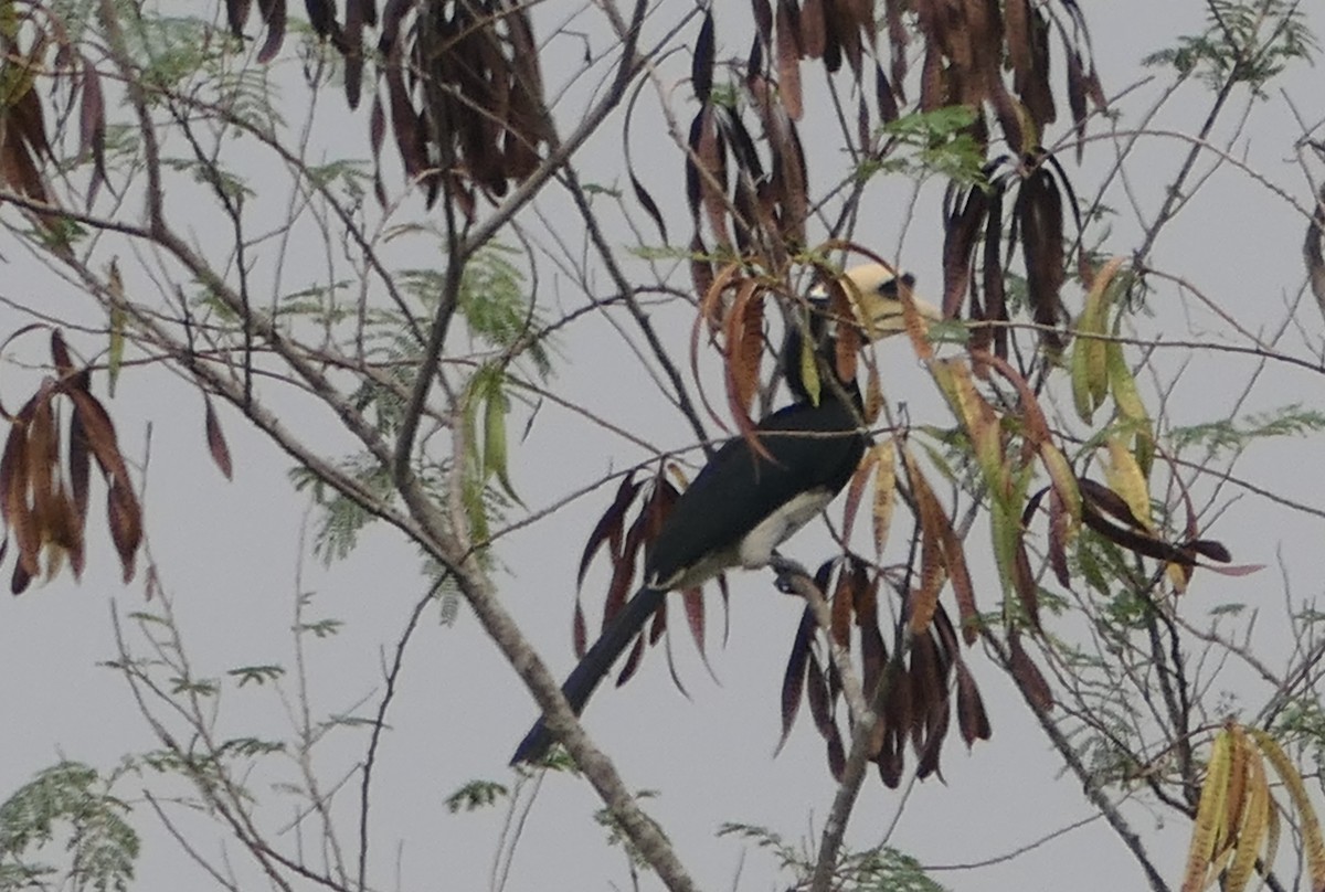 Oriental Pied-Hornbill - Nancy Houlihan