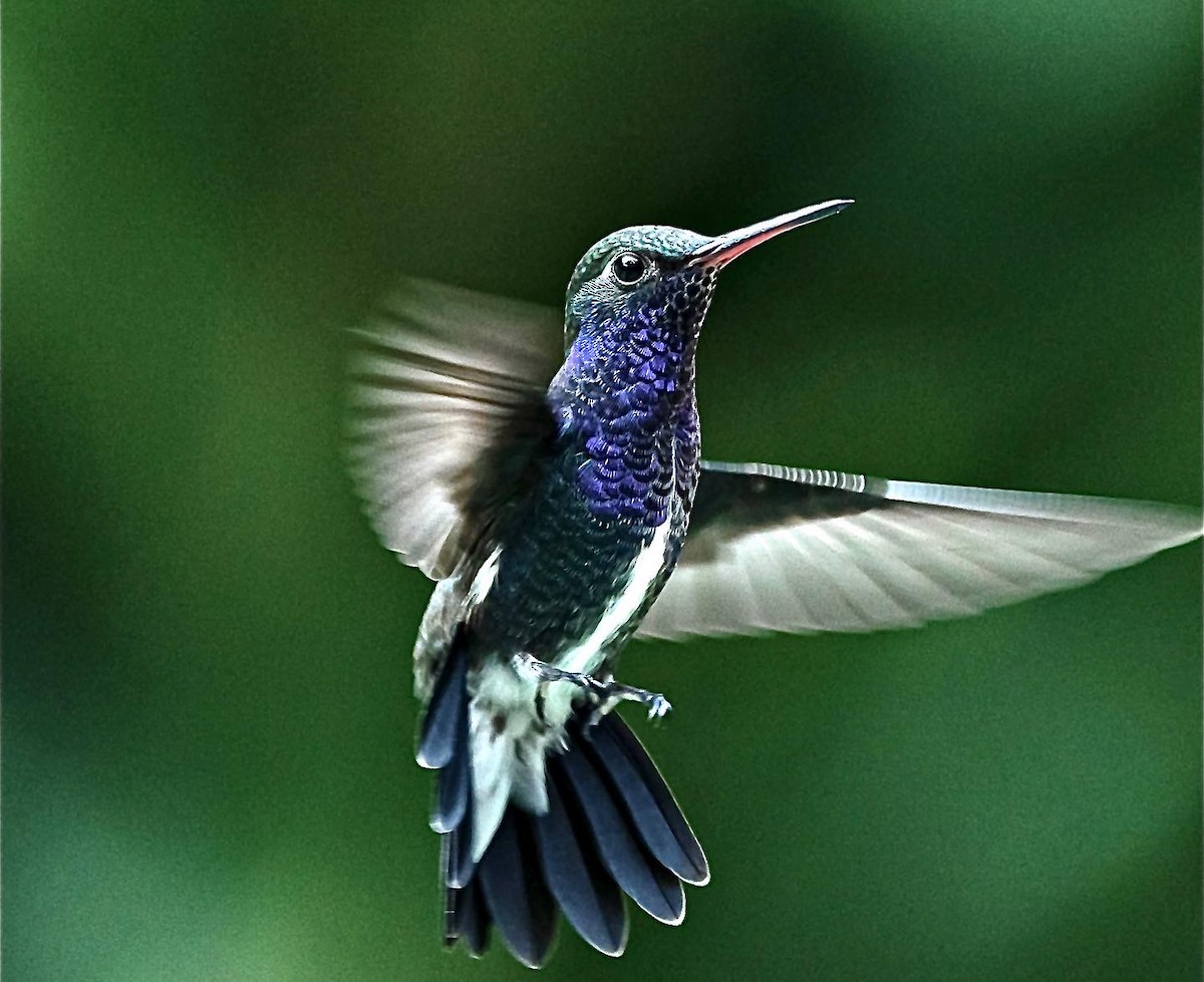 Sapphire-spangled Emerald - Xavier Munoz Neblina Forest.