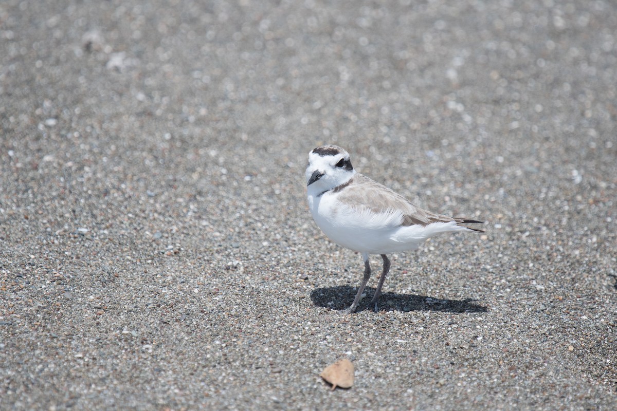 Snowy Plover - Jeff Adams