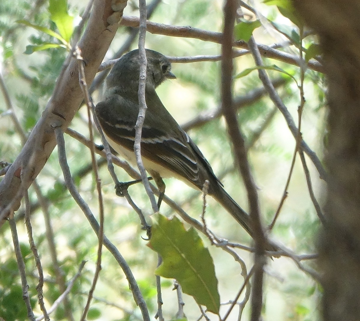 Empidonax sp. - Carolyn Ohl, cc