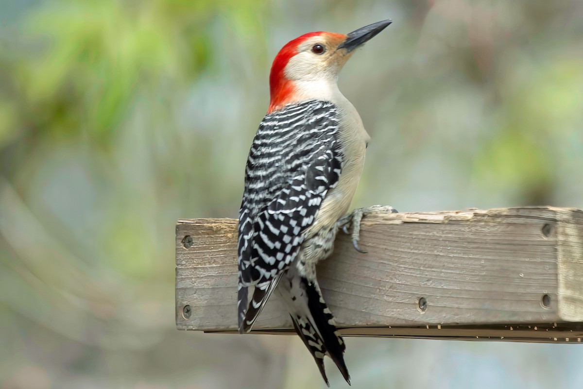 Red-bellied Woodpecker - Jim Tonkinson