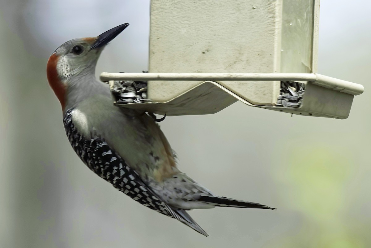 Red-bellied Woodpecker - Jim Tonkinson