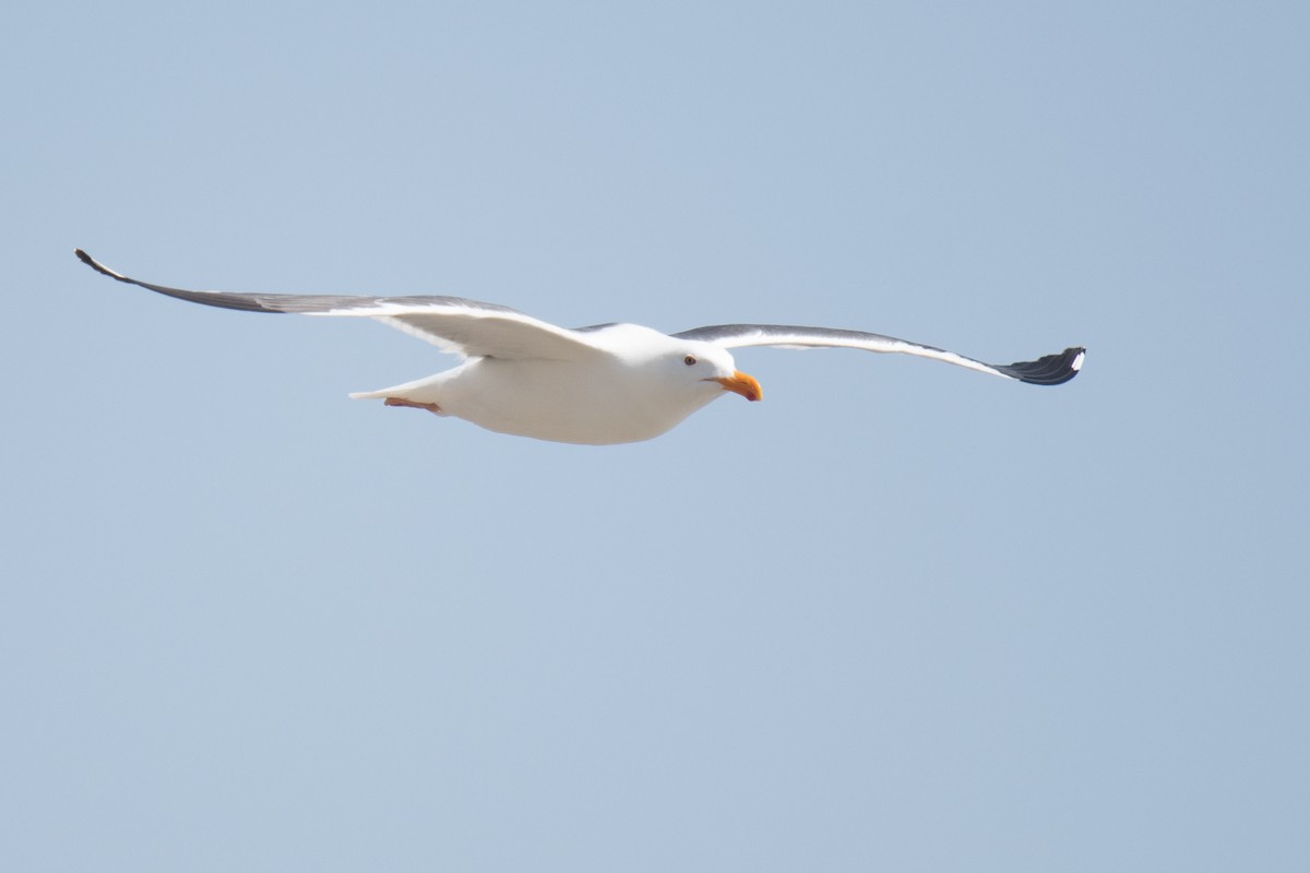 gull sp. - Jeff Adams