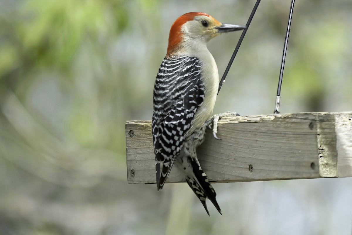 Red-bellied Woodpecker - Jim Tonkinson