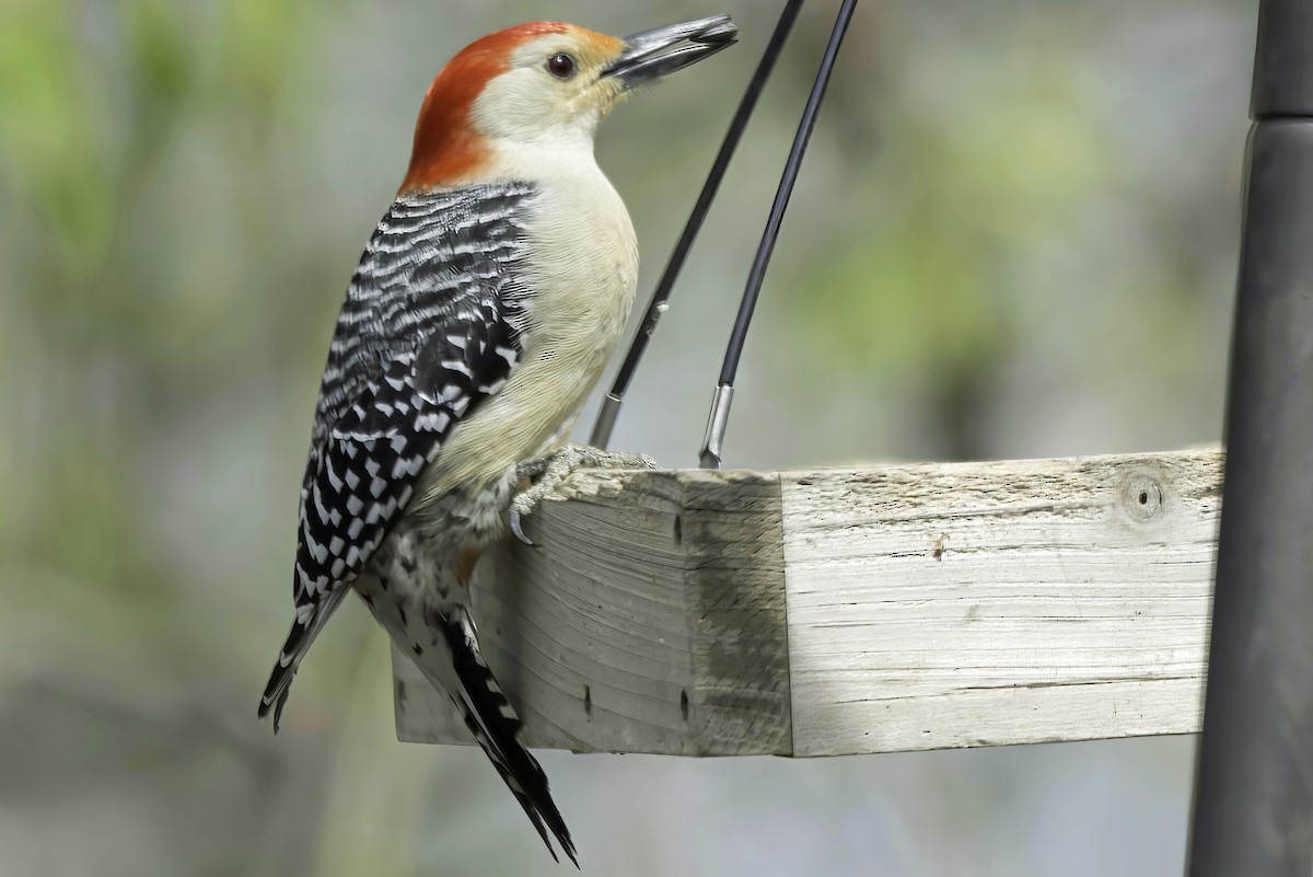 Red-bellied Woodpecker - Jim Tonkinson