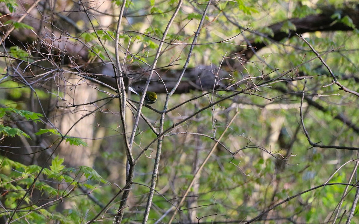 Black-throated Green Warbler - Lisa Maier