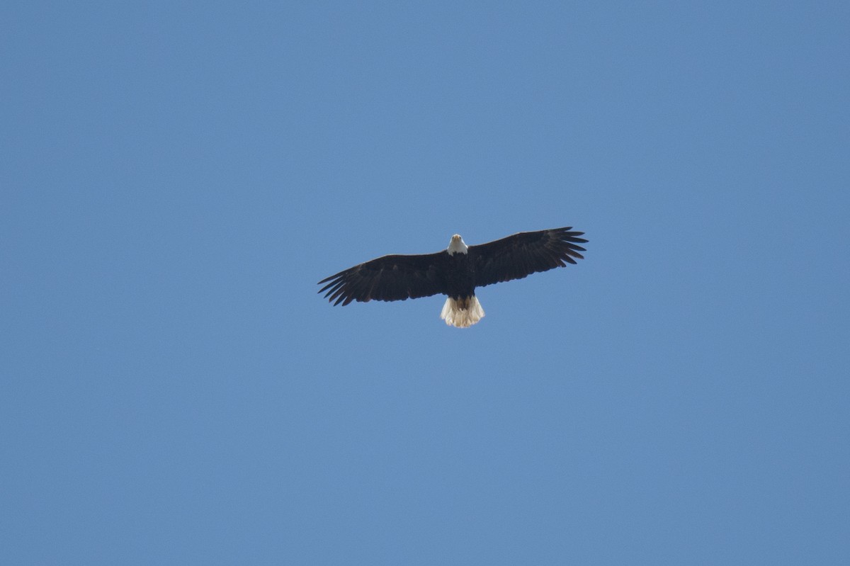 Bald Eagle - Jeff Adams