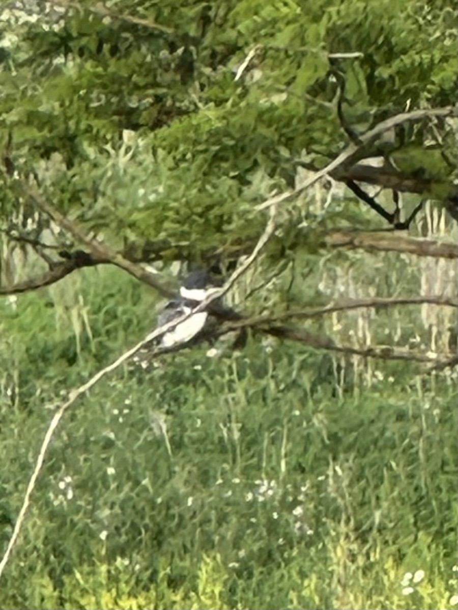 Belted Kingfisher - Eric Klug