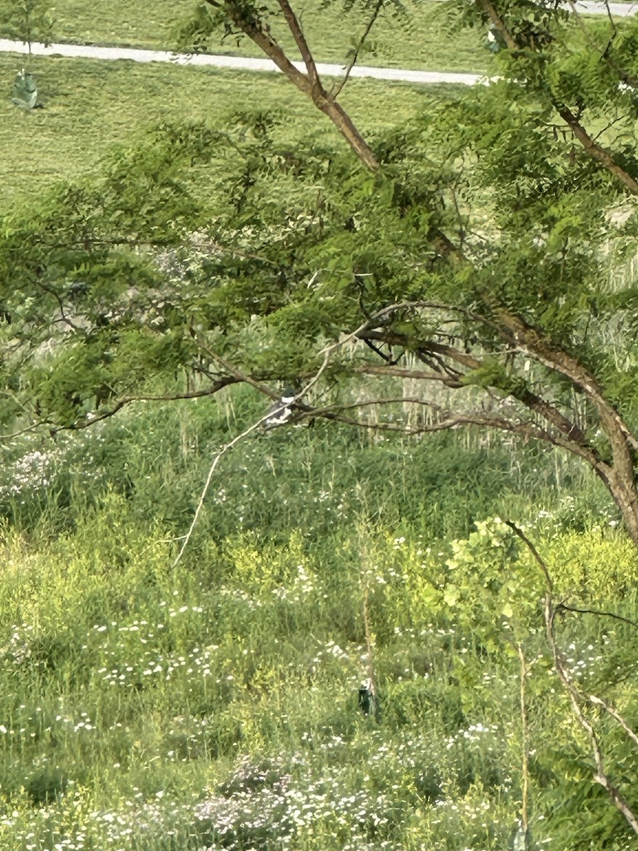 Belted Kingfisher - Eric Klug