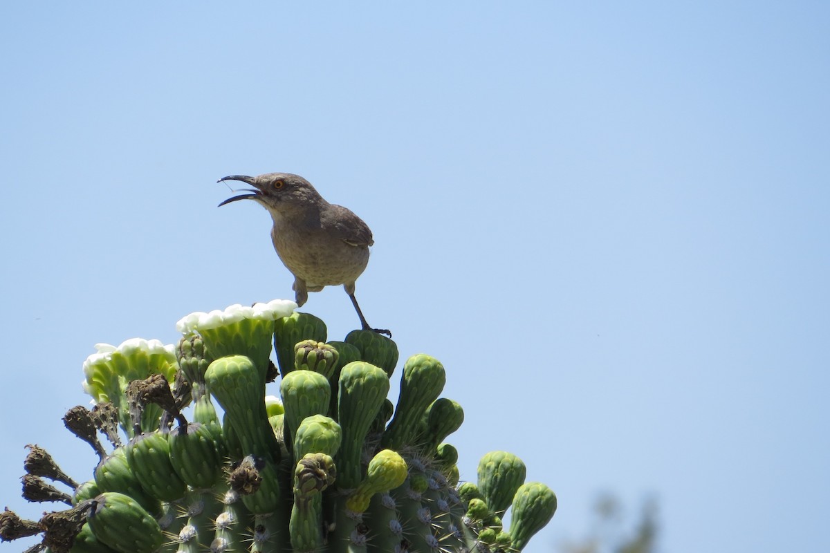 Curve-billed Thrasher - Alan Collier