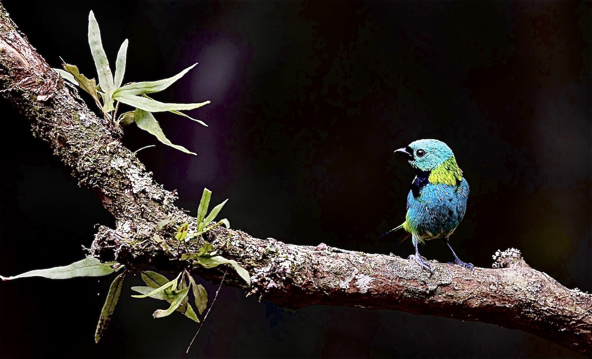 Green-headed Tanager - Xavier Munoz Neblina Forest.