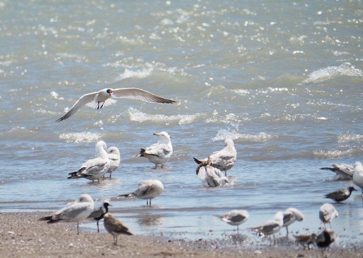 Caspian Tern - André Dionne