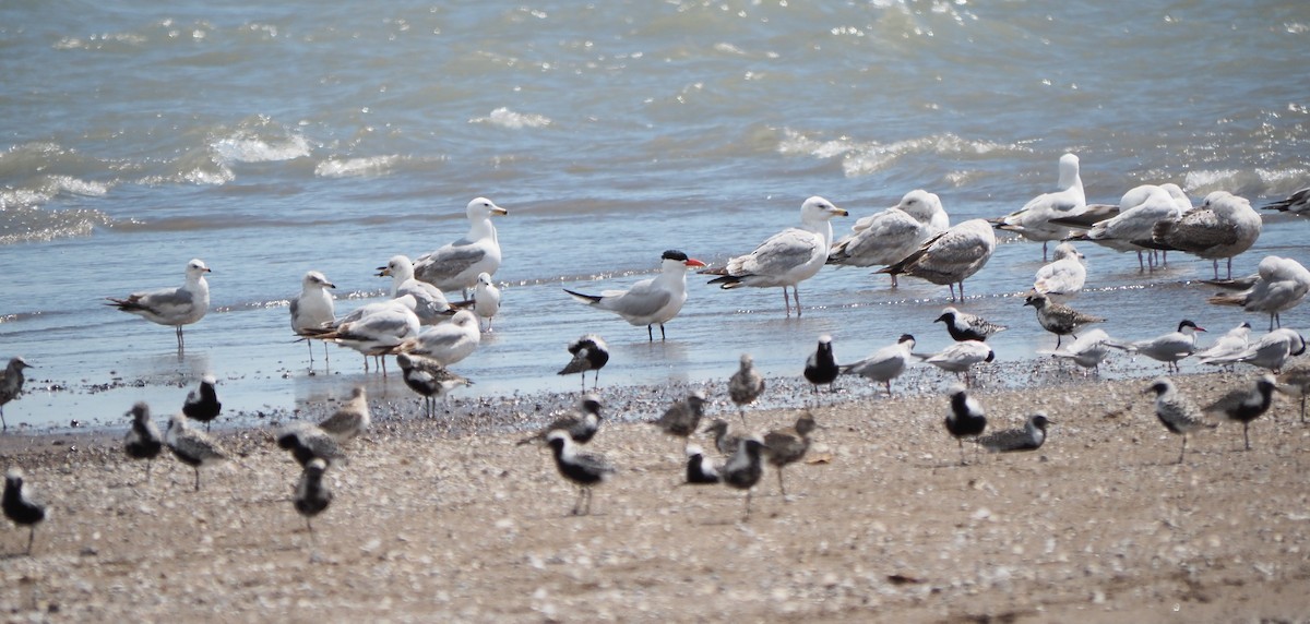 Caspian Tern - André Dionne