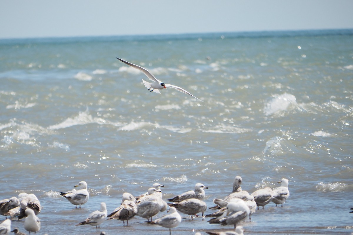 Caspian Tern - André Dionne