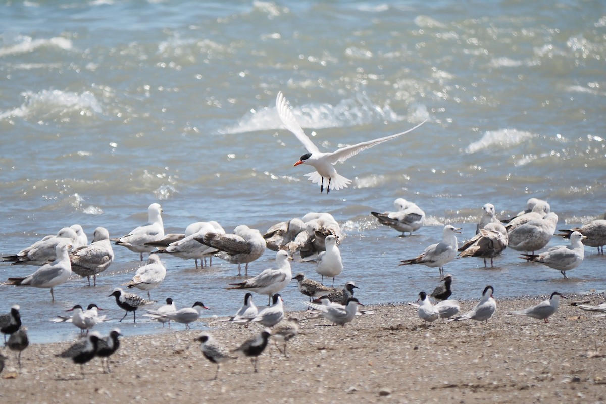 Caspian Tern - André Dionne