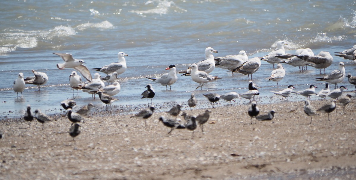 Caspian Tern - André Dionne