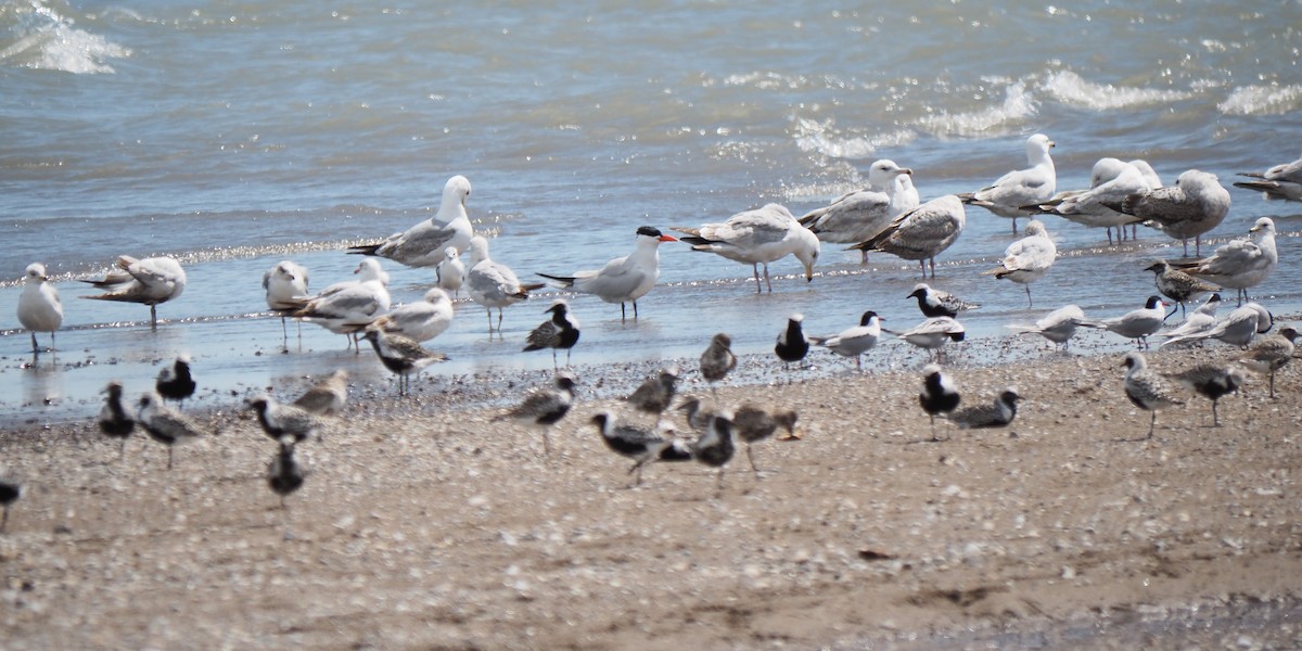 Caspian Tern - André Dionne