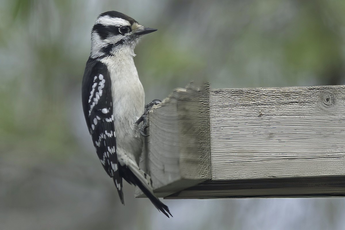 Downy Woodpecker - Jim Tonkinson