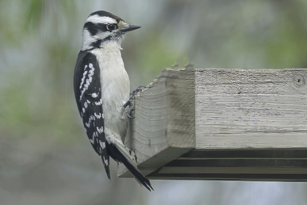 Downy Woodpecker - Jim Tonkinson