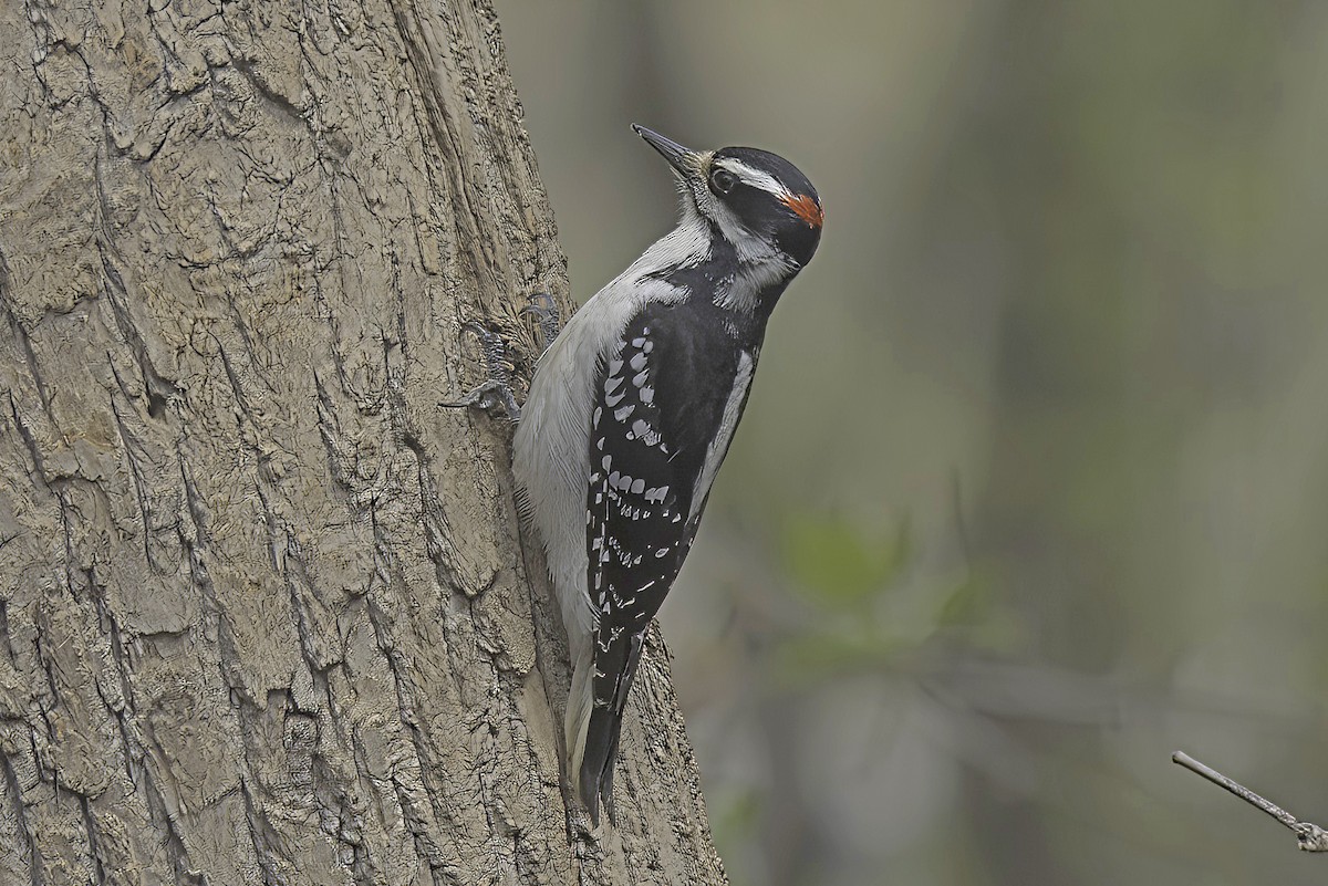 Downy Woodpecker - Jim Tonkinson