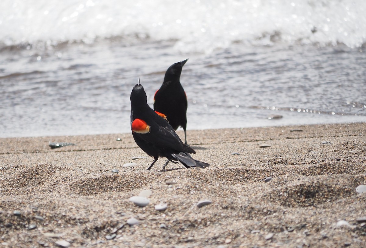 Red-winged Blackbird - André Dionne