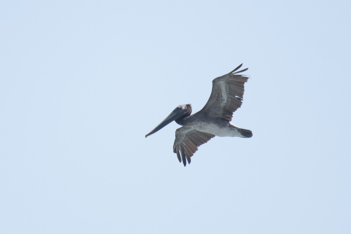 Brown Pelican - Jeff Adams