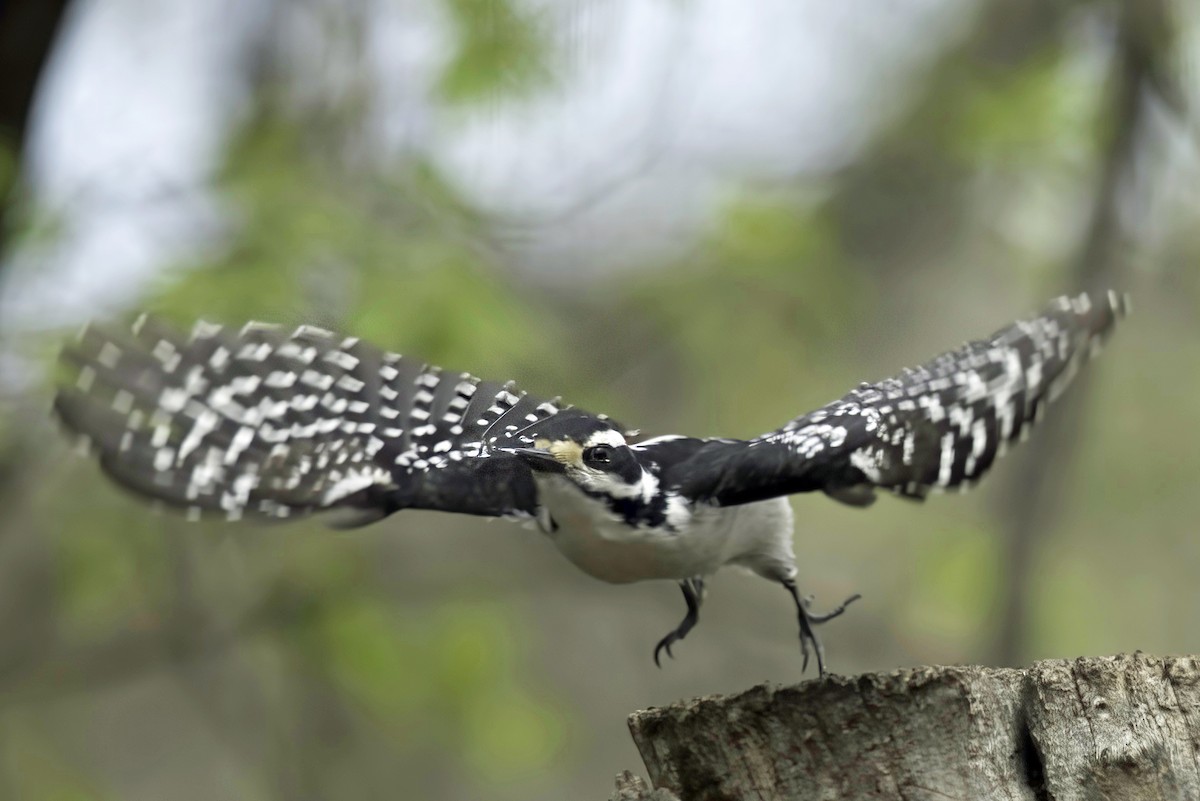 Hairy Woodpecker - Jim Tonkinson