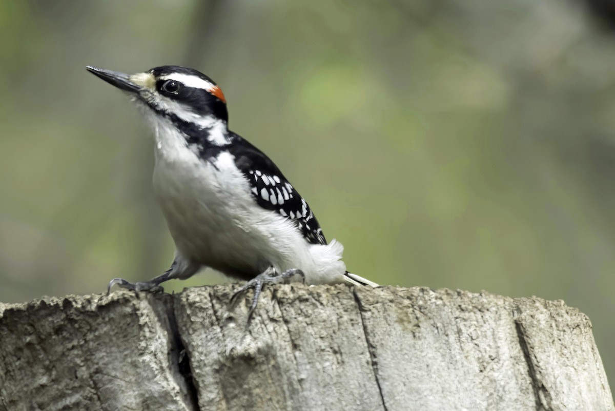 Hairy Woodpecker - Jim Tonkinson