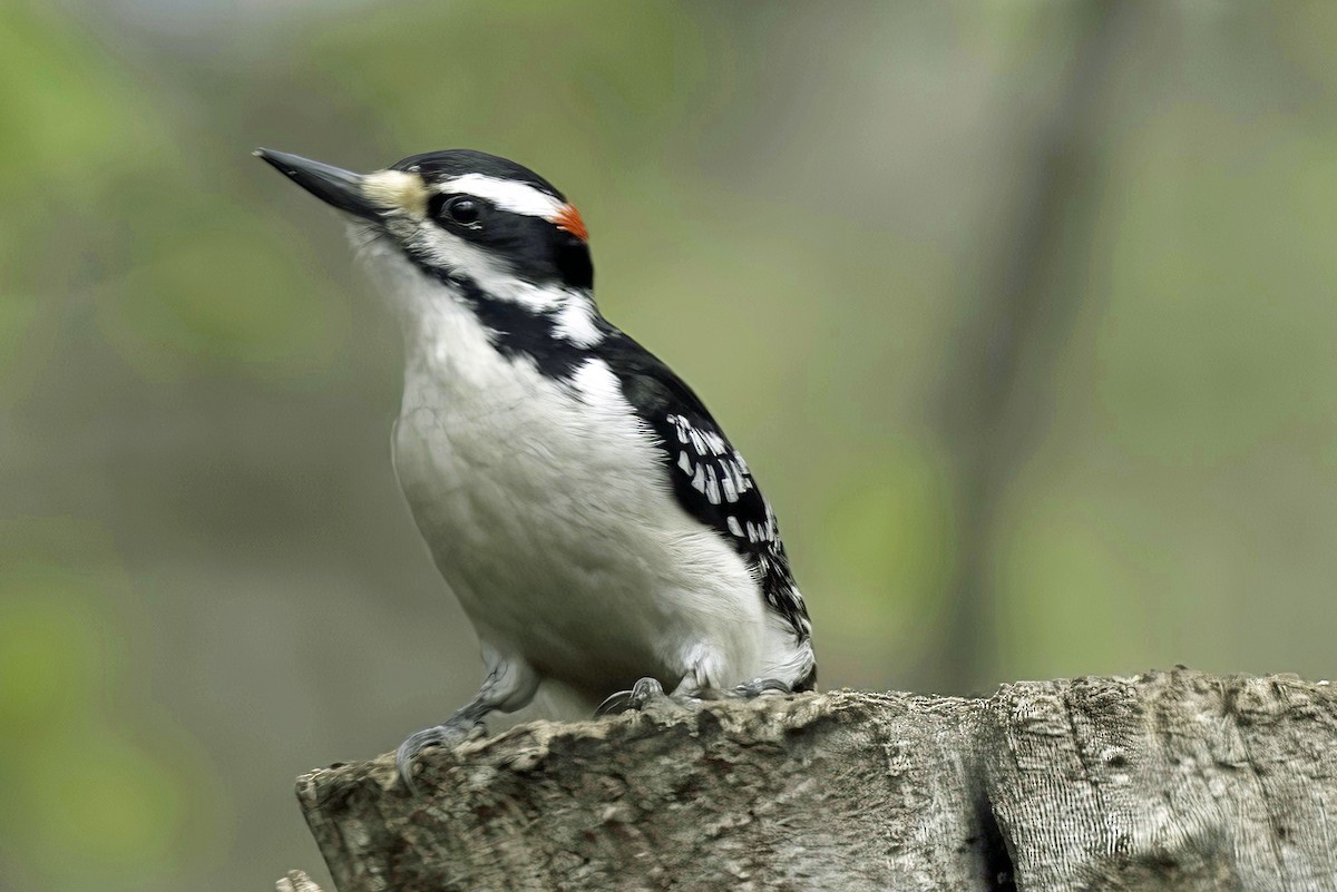 Hairy Woodpecker - Jim Tonkinson