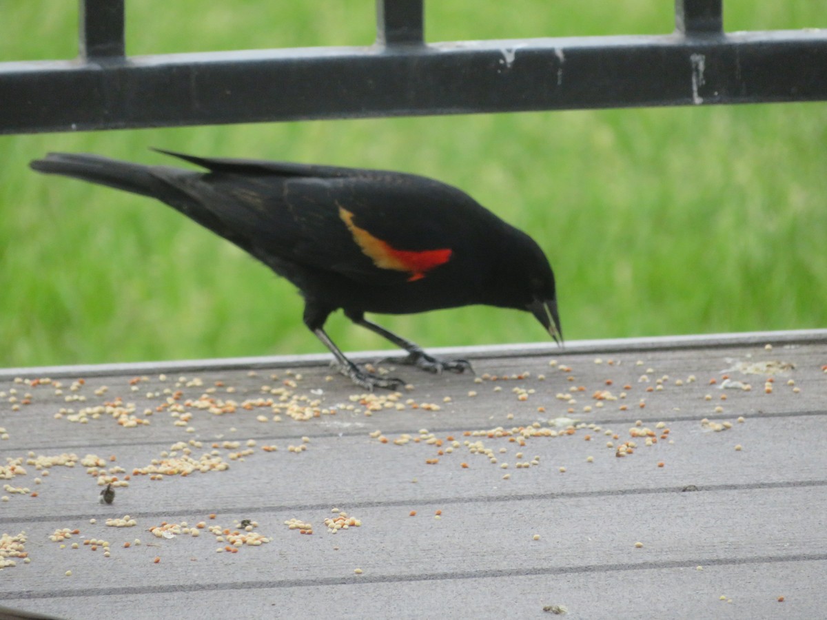 Red-winged Blackbird - ML619466958
