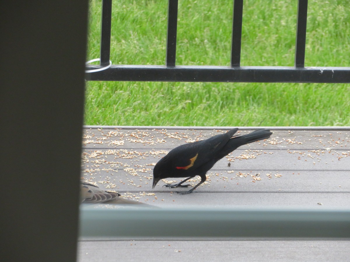 Red-winged Blackbird - ML619466959