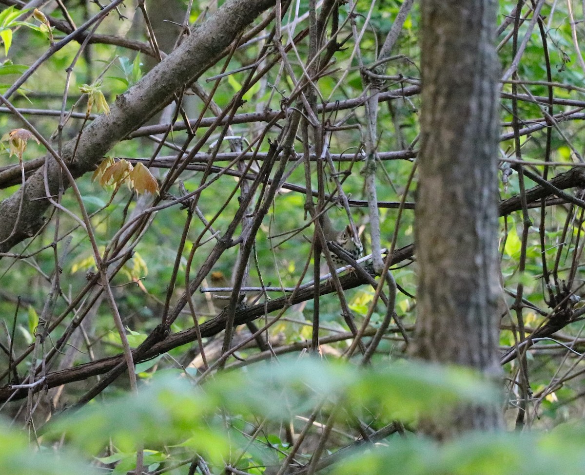 Ovenbird - Lisa Maier