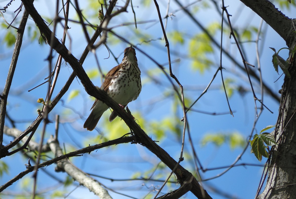 Wood Thrush - André Dionne