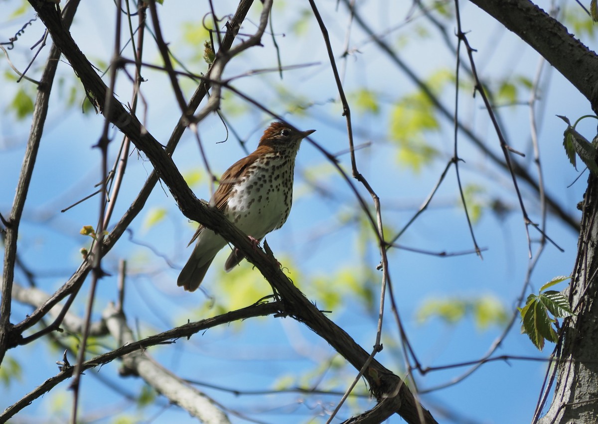 Wood Thrush - André Dionne