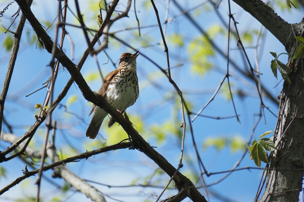 Wood Thrush - André Dionne