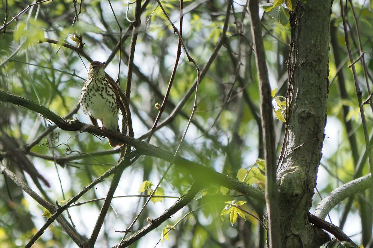 Wood Thrush - André Dionne