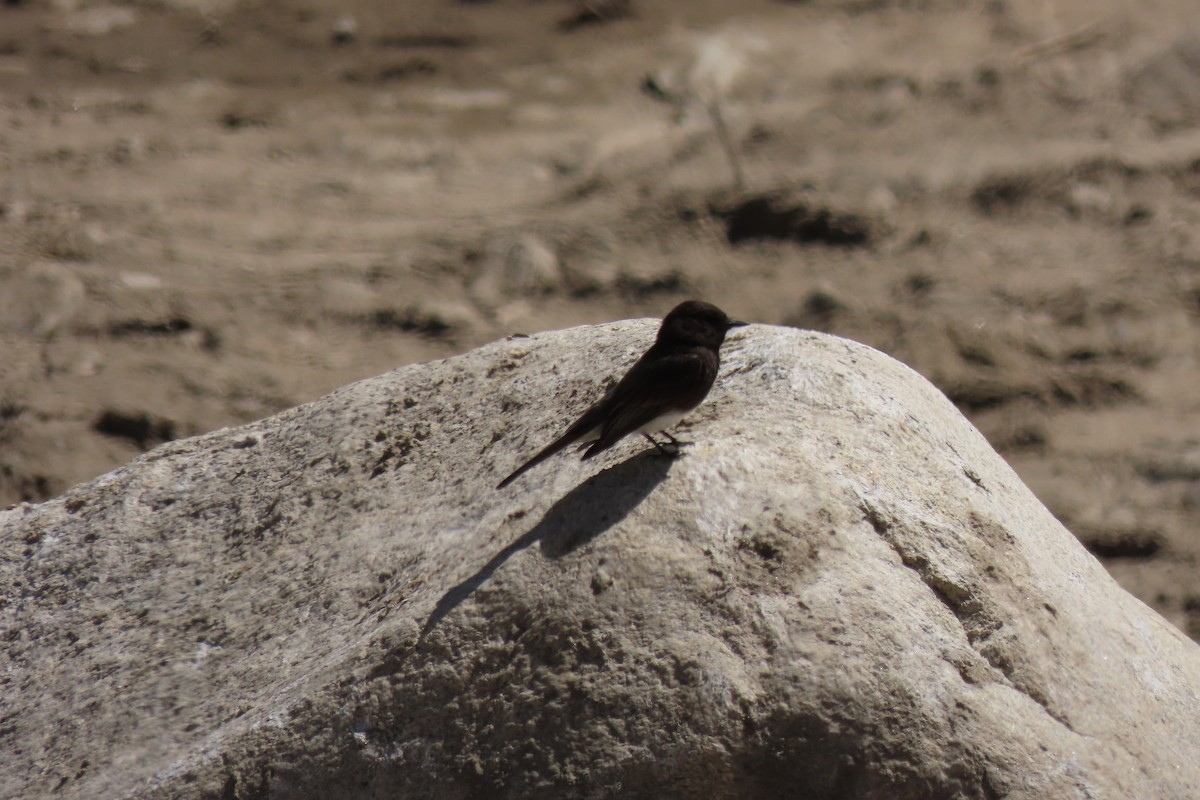 Black Phoebe - Becky Turley