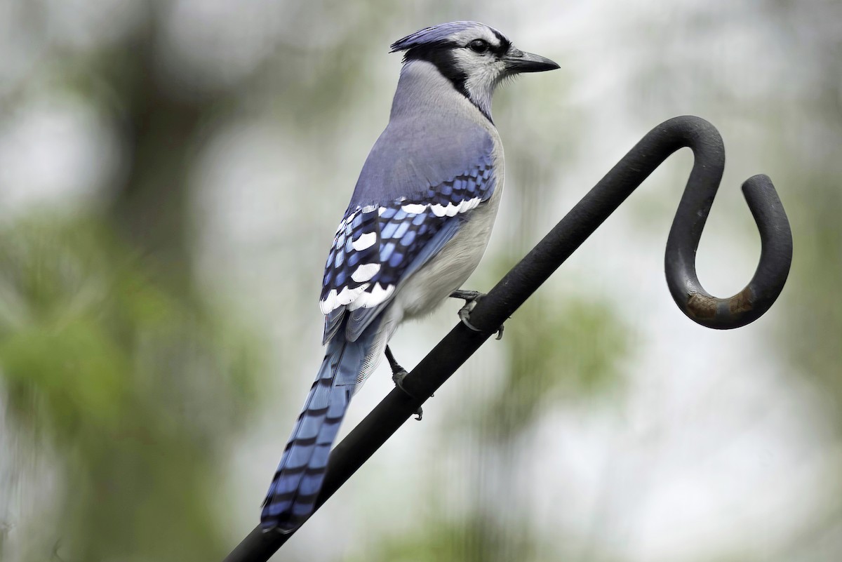 Blue Jay - Jim Tonkinson