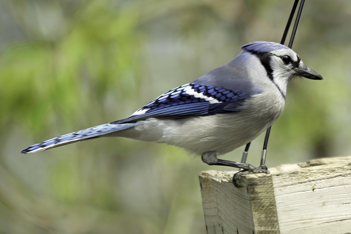 Blue Jay - Jim Tonkinson