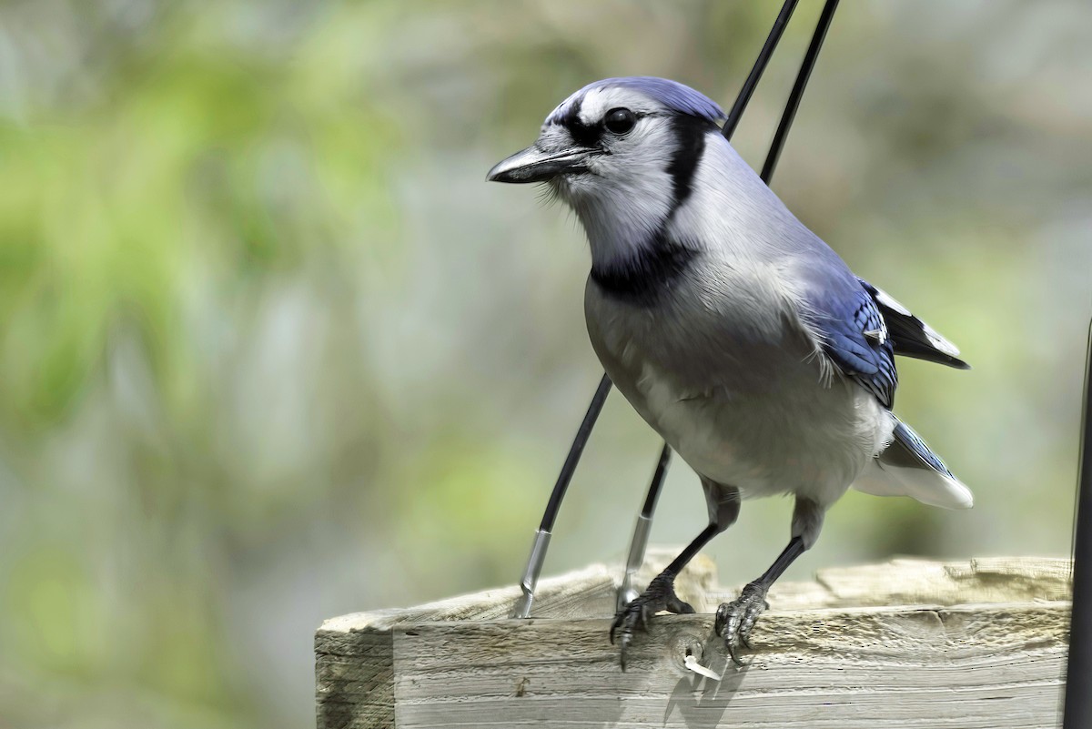 Blue Jay - Jim Tonkinson