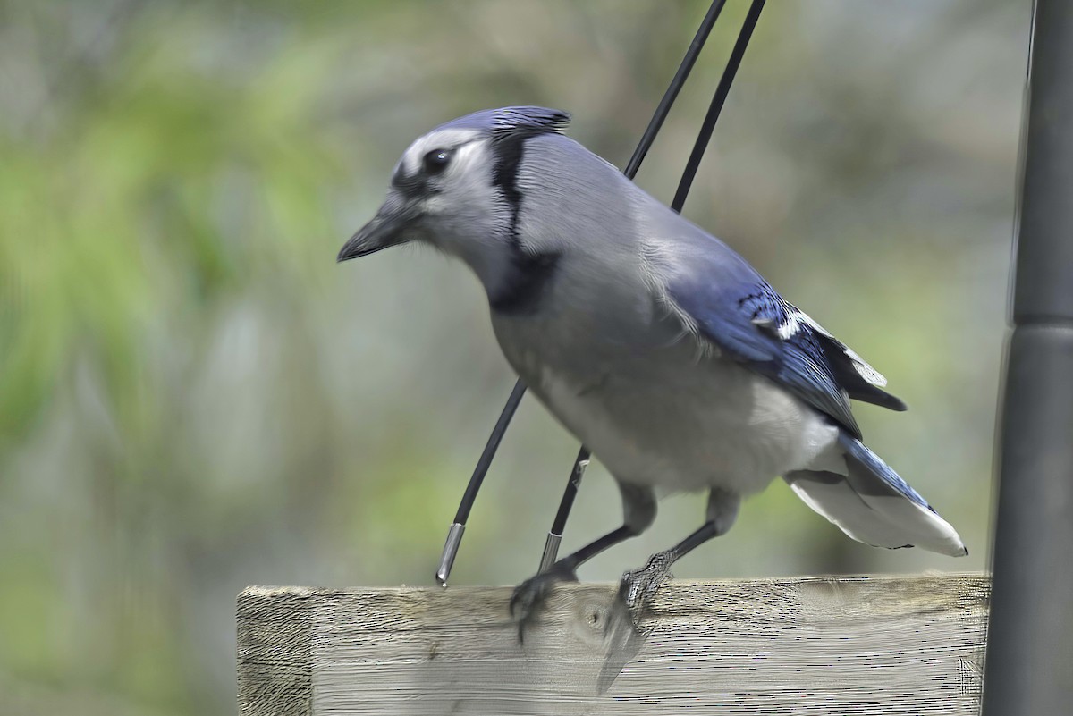 Blue Jay - Jim Tonkinson