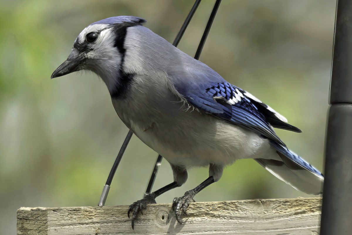 Blue Jay - Jim Tonkinson